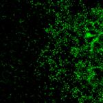 GJA10 Antibody in Immunohistochemistry (IHC)