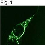 beta COP Antibody in Immunocytochemistry (ICC/IF)