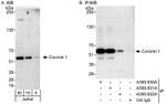 Coronin 1 Antibody in Western Blot (WB)