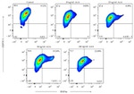 Cripto Antibody in Flow Cytometry (Flow)