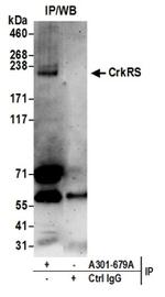 CrkRS Antibody in Western Blot (WB)