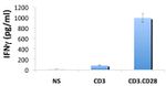 IFN gamma Antibody in ELISA (ELISA)