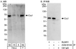 Cry1 Antibody in Western Blot (WB)