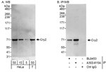 Cry2 Antibody in Western Blot (WB)