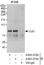 Cul1 Antibody in Immunoprecipitation (IP)