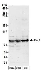 Cul3 Antibody in Western Blot (WB)