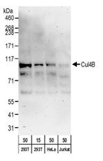 Cul4B Antibody in Western Blot (WB)