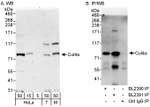 Cul4a Antibody in Western Blot (WB)