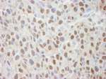 Cul4a Antibody in Immunohistochemistry (IHC)