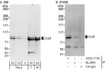 Cul5 Antibody in Western Blot (WB)