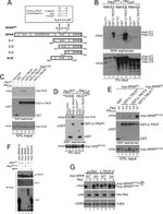 Cullin 1 Antibody in Western Blot (WB)