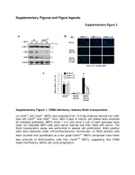 Cullin 1 Antibody in Western Blot (WB)