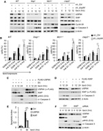 Cullin 1 Antibody in Western Blot (WB)