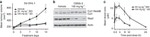 Cullin 1 Antibody in Western Blot (WB)