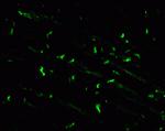 Connexin 30.2 Antibody in Immunohistochemistry (IHC)