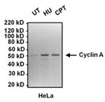 Cyclin A2 Antibody in Western Blot (WB)