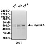 Cyclin A2 Antibody in Western Blot (WB)