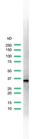 Cyclin D1 Antibody in Western Blot (WB)