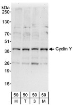 Cyclin Y Antibody in Western Blot (WB)