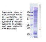 Cyclophilin B Antibody in Western Blot (WB)