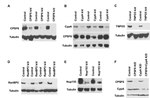 Cyclophilin A Antibody in Western Blot (WB)