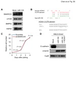 Cyclophilin B Antibody in Western Blot (WB)