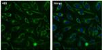 Cytochrome C Antibody in Immunocytochemistry (ICC/IF)