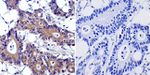 Cytohesin 2 Antibody in Immunohistochemistry (Paraffin) (IHC (P))