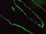 Cytokeratin 18 Antibody in Immunohistochemistry (Frozen) (IHC (F))