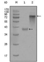 Cytokeratin 19 Antibody in Western Blot (WB)