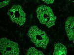 Cytokeratin 8 Antibody in Immunohistochemistry (Frozen) (IHC (F))