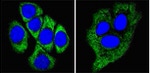 Cytokeratin 8 Antibody in Immunocytochemistry (ICC/IF)