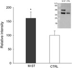 Cytokeratin 8 Antibody in Western Blot (WB)