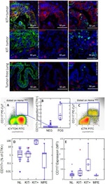 Pan Cytokeratin Antibody in Immunocytochemistry, Flow Cytometry (ICC/IF, Flow)