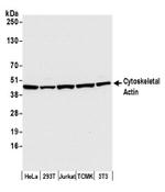 Cytoskeletal Actin Antibody in Western Blot (WB)