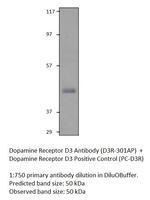 Dopamine Receptor D3 Antibody in Western Blot (WB)