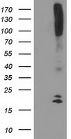 DAND5 Antibody in Western Blot (WB)