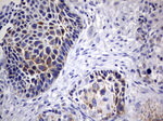 DAP3 Antibody in Immunohistochemistry (Paraffin) (IHC (P))