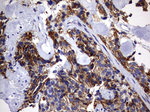 DAP3 Antibody in Immunohistochemistry (Paraffin) (IHC (P))