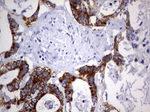 DAP3 Antibody in Immunohistochemistry (Paraffin) (IHC (P))