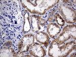 DAP3 Antibody in Immunohistochemistry (Paraffin) (IHC (P))