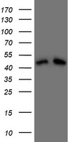 DAP3 Antibody in Western Blot (WB)