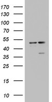 DAP3 Antibody in Western Blot (WB)