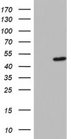 DAP3 Antibody in Western Blot (WB)