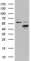 DAP3 Antibody in Western Blot (WB)