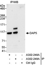 DAP5 Antibody in Immunoprecipitation (IP)