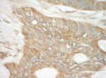 DAP5 Antibody in Immunohistochemistry (IHC)