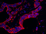 DAP5 Antibody in Immunohistochemistry (IHC)