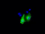 DAPK2 Antibody in Immunocytochemistry (ICC/IF)