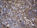 DAPP1 Antibody in Immunohistochemistry (Paraffin) (IHC (P))